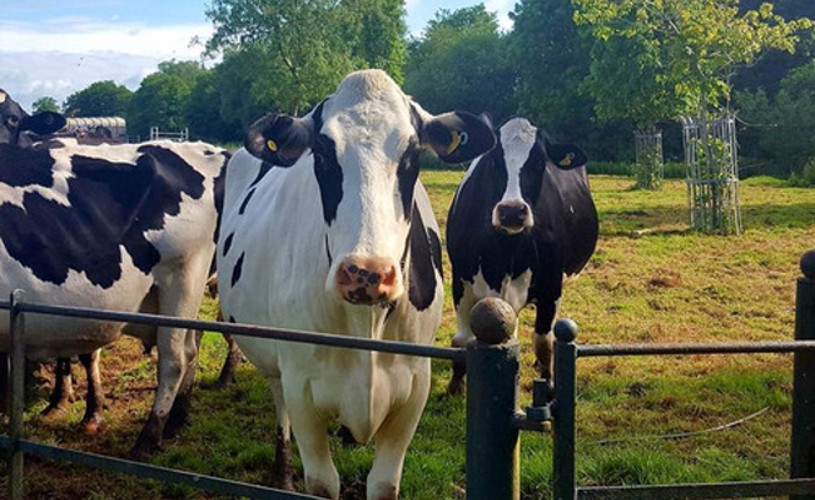Cows at Tytherington Farm